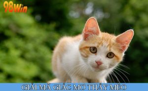 mơ thấy mèo